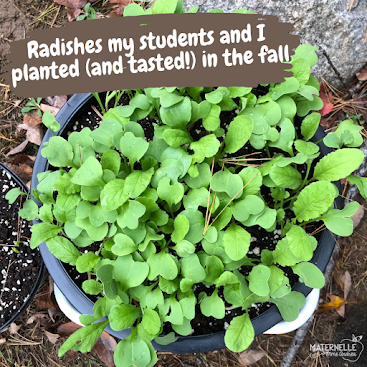 Teacher or a parent looking for some help with gardening? This blog post explains what helped one NOT-green-thumbed parent/teacher turn her plants lessons into successes!